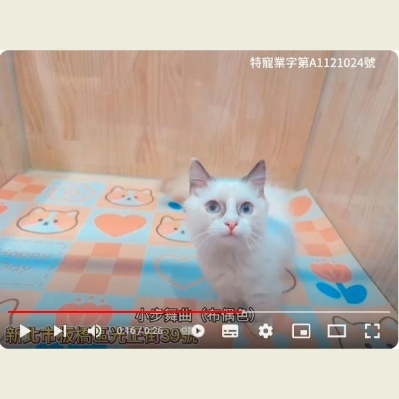 小步舞曲布偶色,小步舞曲幼貓