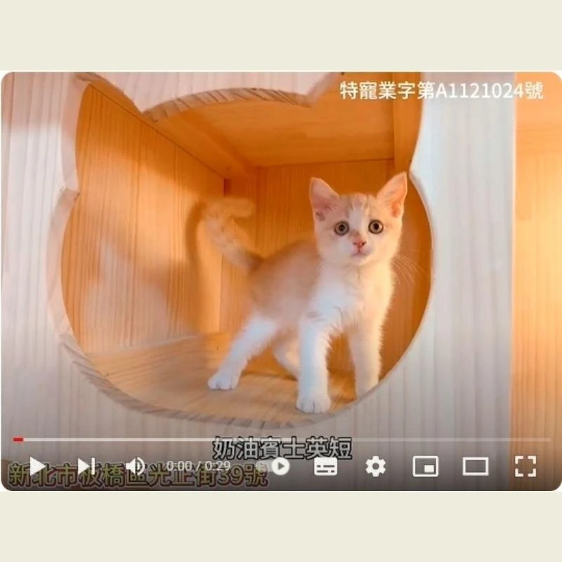 奶油賓士英短,英短,英短幼貓