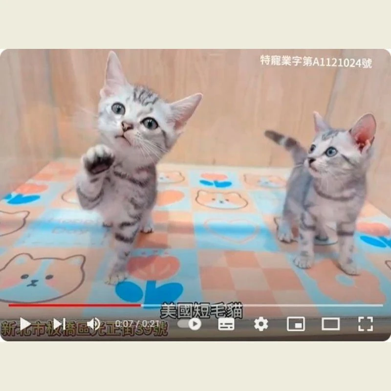 美國短毛貓,美短,美短幼貓