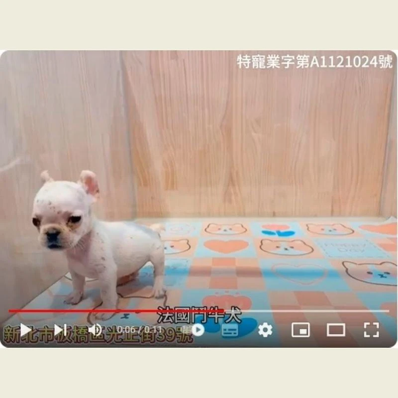法國鬥牛犬,法鬥,法鬥幼犬