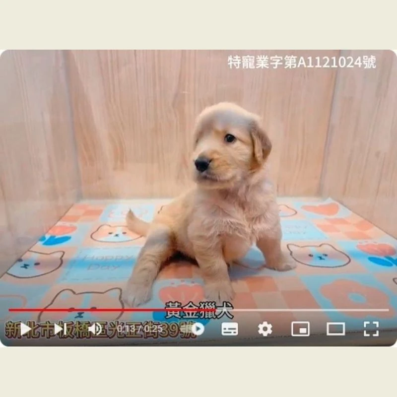 黃金獵犬,黃金獵犬幼犬