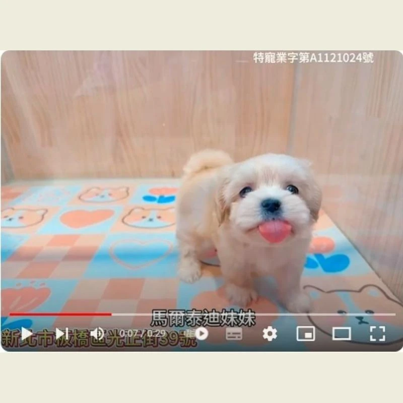 馬爾泰迪妹妹,馬爾濟斯,馬爾濟斯幼犬