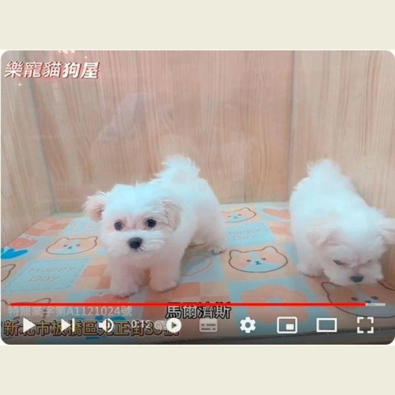 馬爾濟斯,馬爾濟斯幼犬