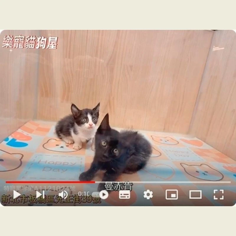 曼赤肯,曼赤肯幼貓