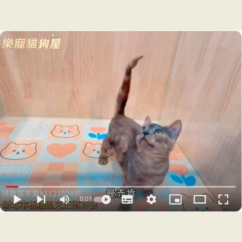 曼赤肯,曼赤肯幼貓