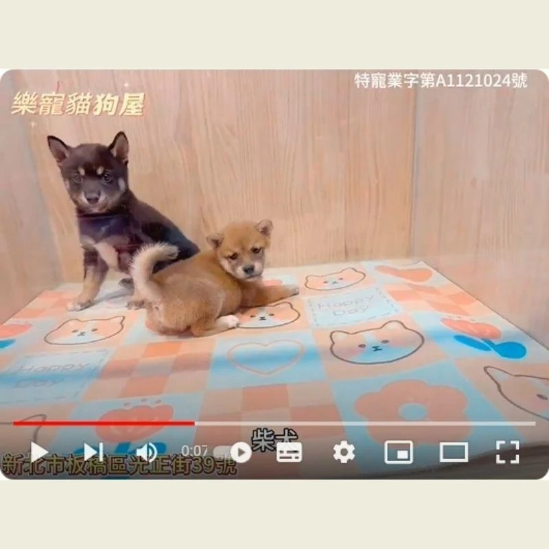 柴犬,柴犬幼犬