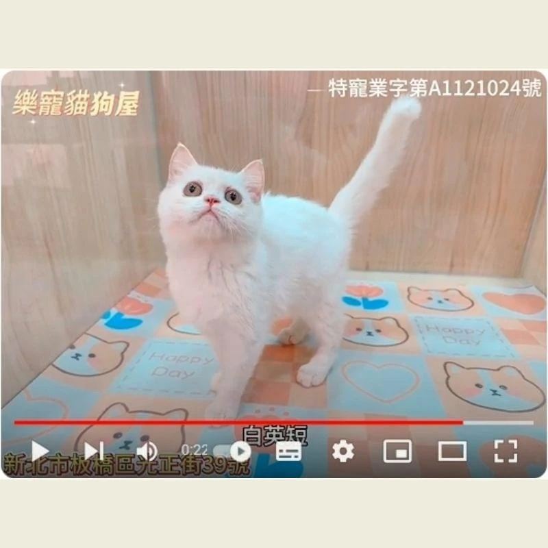 白英短,英短,英短幼貓