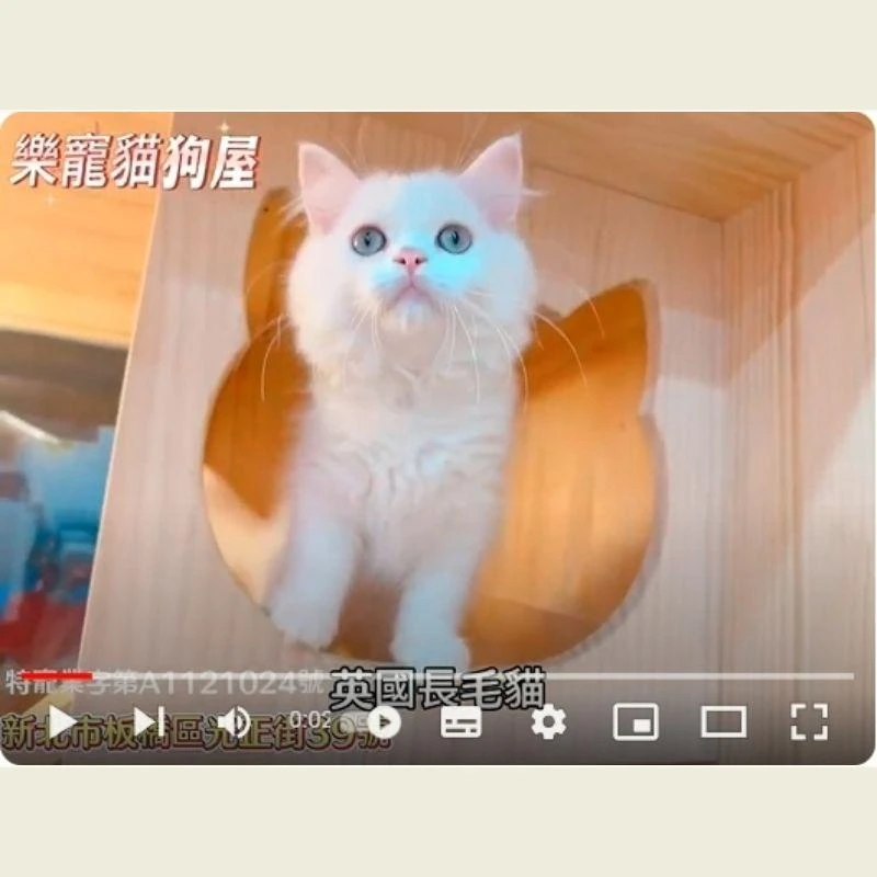 英國長毛貓,英長,英長幼貓