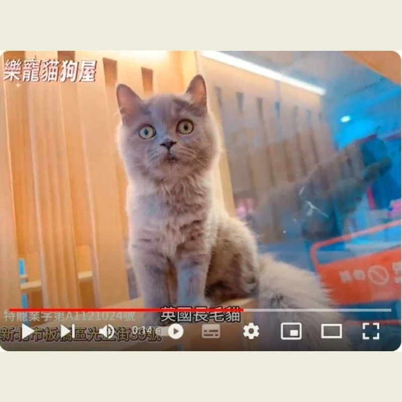 英國長毛貓,英長,英長幼貓
