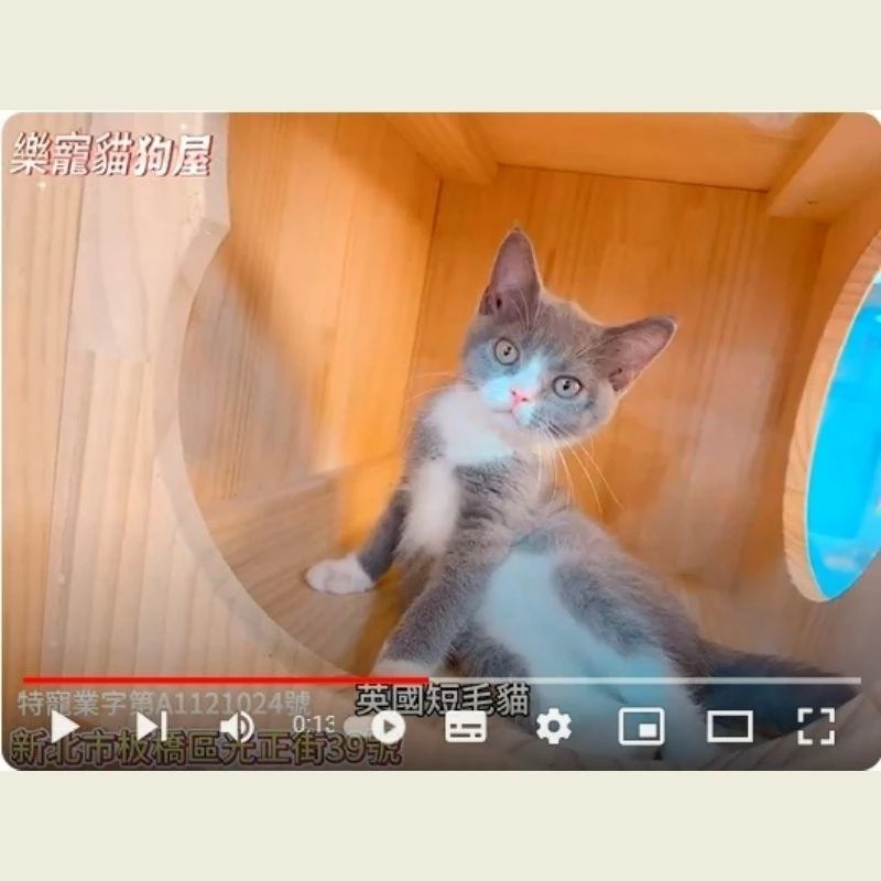 英國短毛貓,英短,英短幼貓