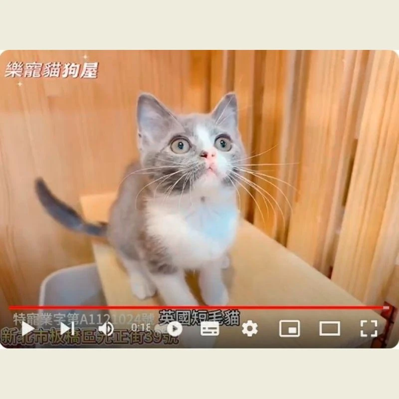 英國短毛貓,英短,英短幼貓