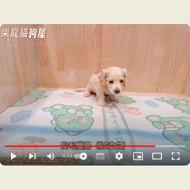 長毛臘腸奶油白,臘腸,臘腸幼犬
