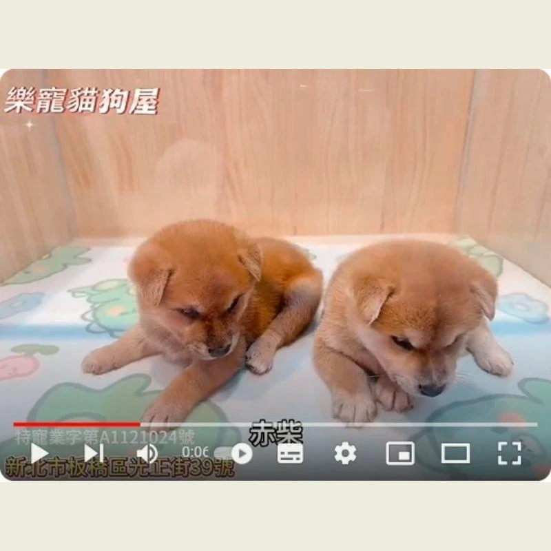 赤柴,柴犬,柴犬幼犬