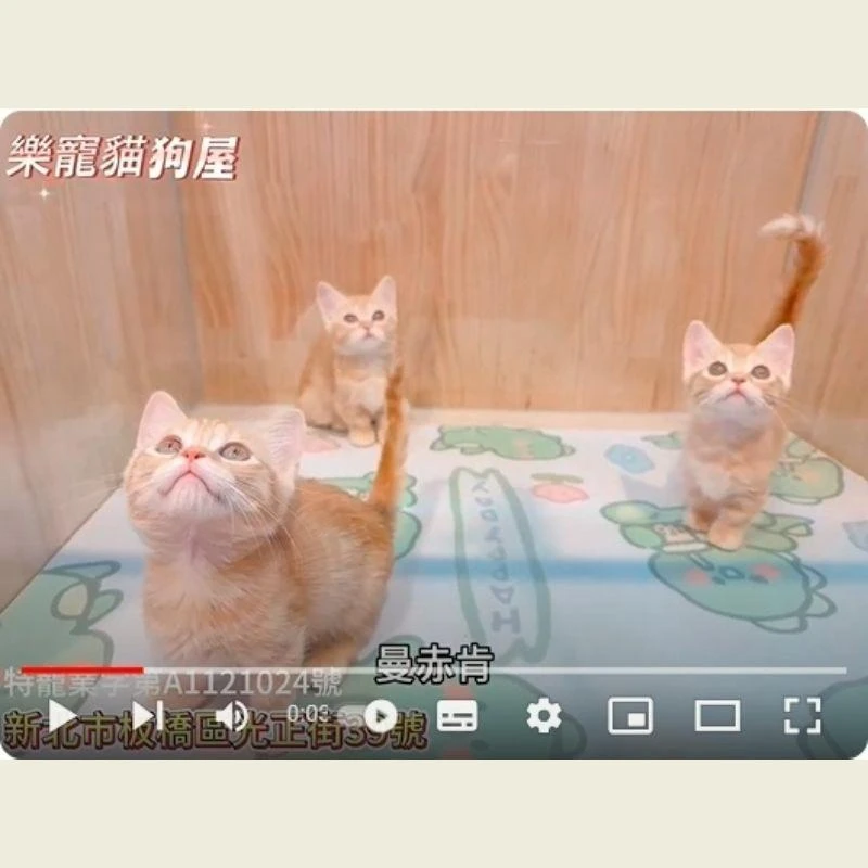 曼赤肯,曼赤肯幼貓