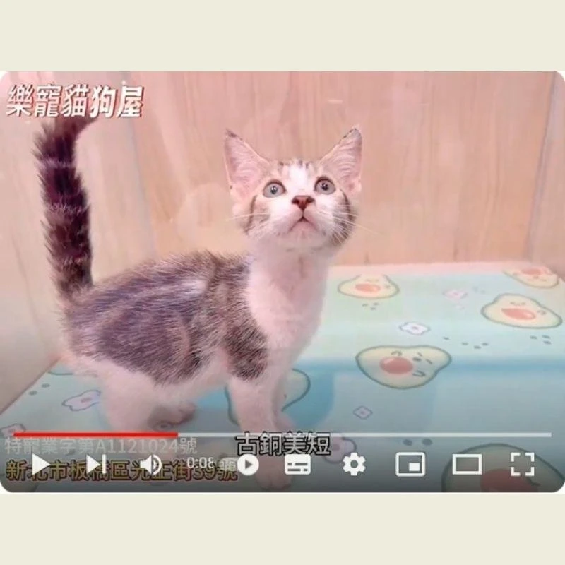 古銅美短,美短,美短幼貓