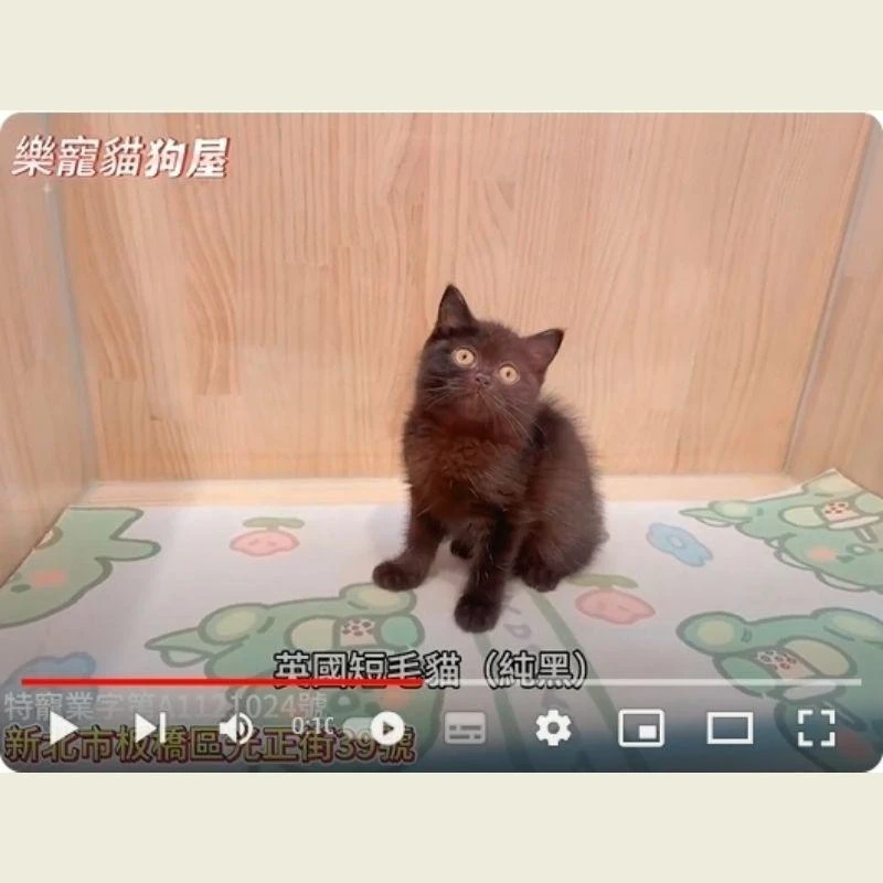 英國短毛貓(純黑),英短,英短幼貓