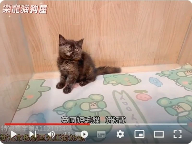 英國短毛貓(玳瑁),英短,英短幼貓