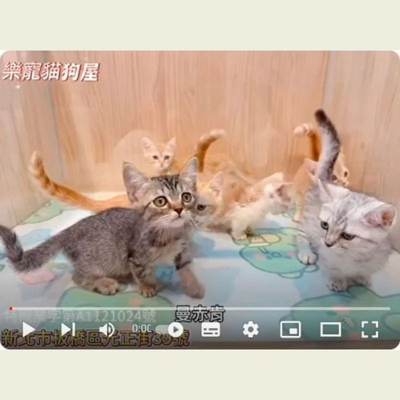 曼赤肯,曼赤肯幼貓