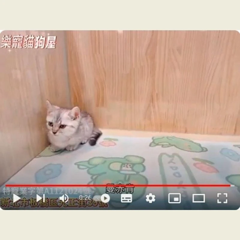 曼赤肯,曼赤肯幼貓