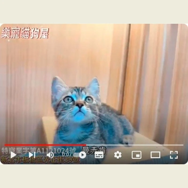 曼赤肯,曼赤肯幼貓