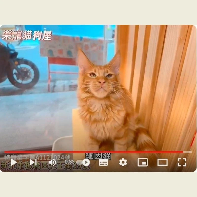 緬因貓,緬因貓幼貓