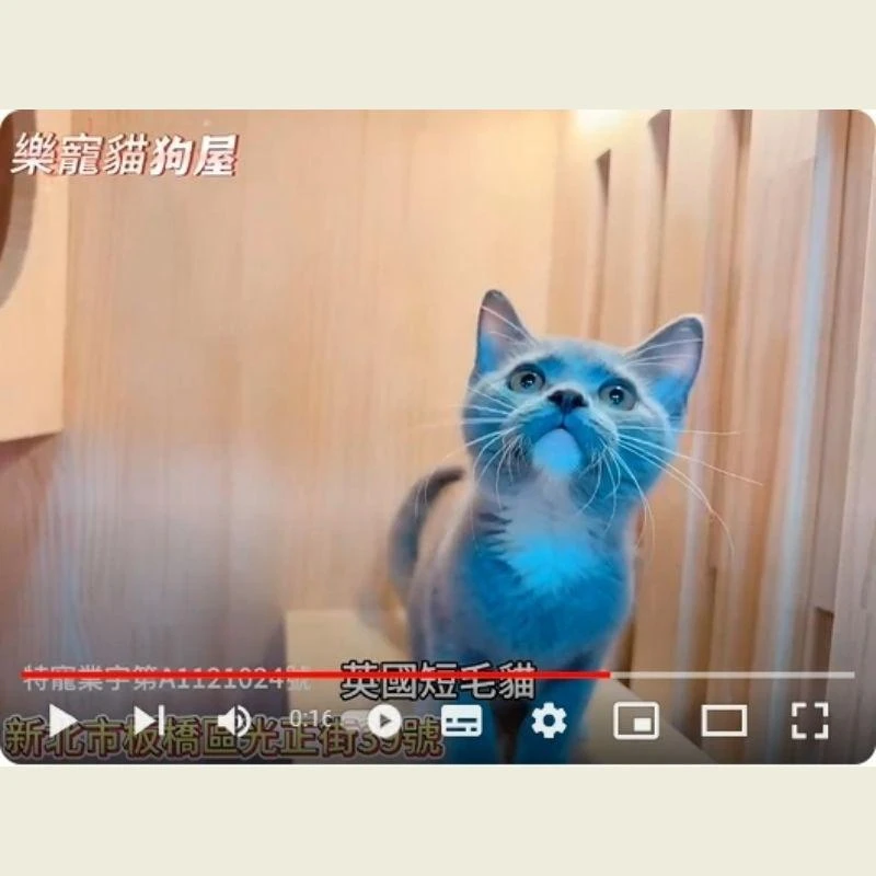 英國短毛貓,英短,英短幼貓