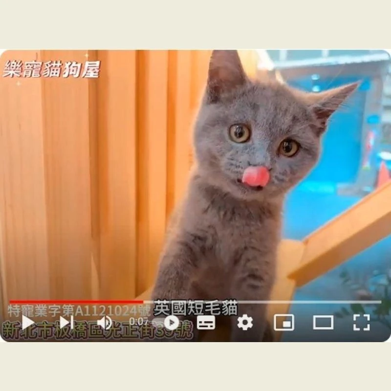 英國短毛貓,英短,英短幼貓