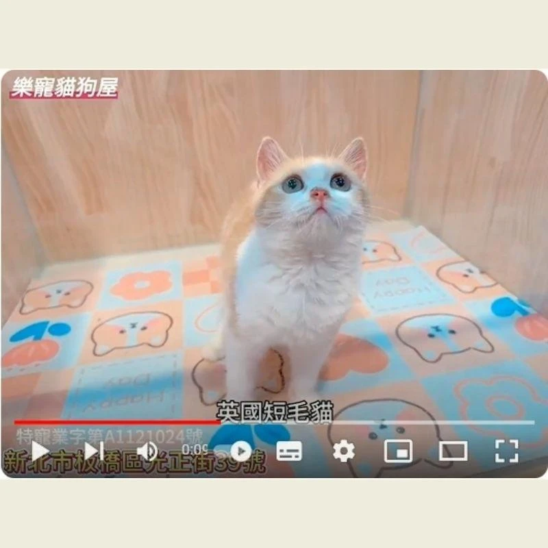 英國短毛貓,英短,英短幼貓