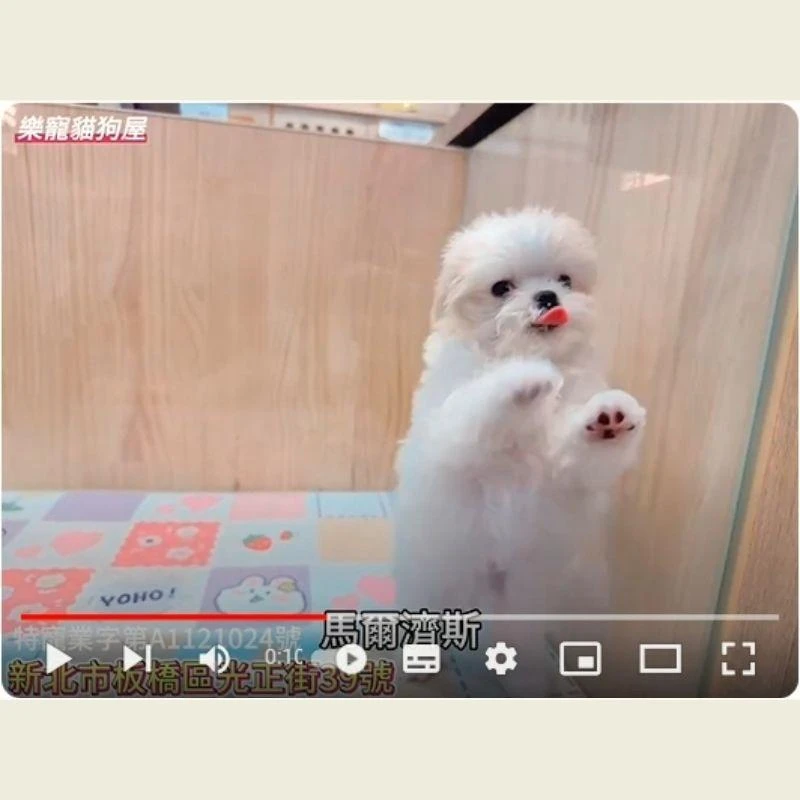 馬爾濟斯,馬爾濟斯幼犬