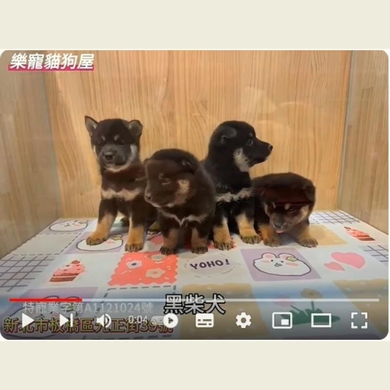 黑柴犬,柴犬,柴犬幼犬