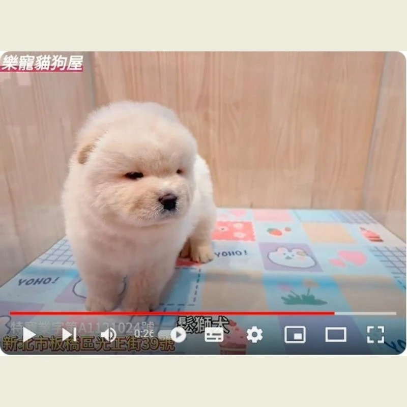 鬆獅犬,鬆獅犬幼犬