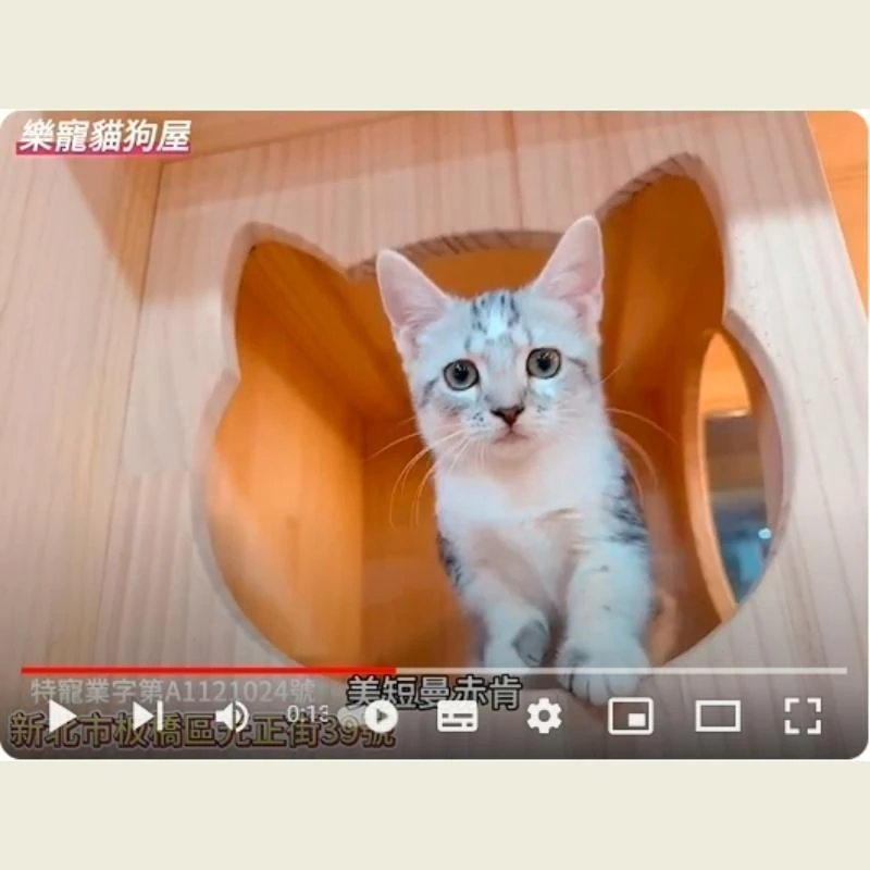 美短曼赤肯,美短曼赤肯幼貓