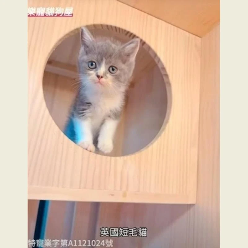 英國短毛貓,英短,英短幼貓