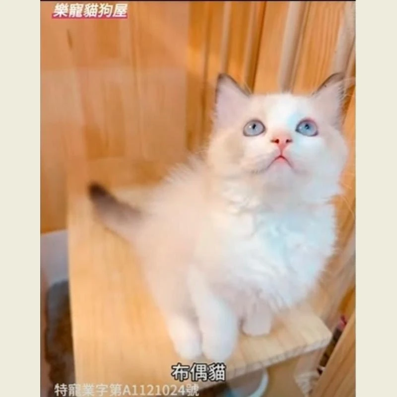 布偶貓,布偶貓幼貓