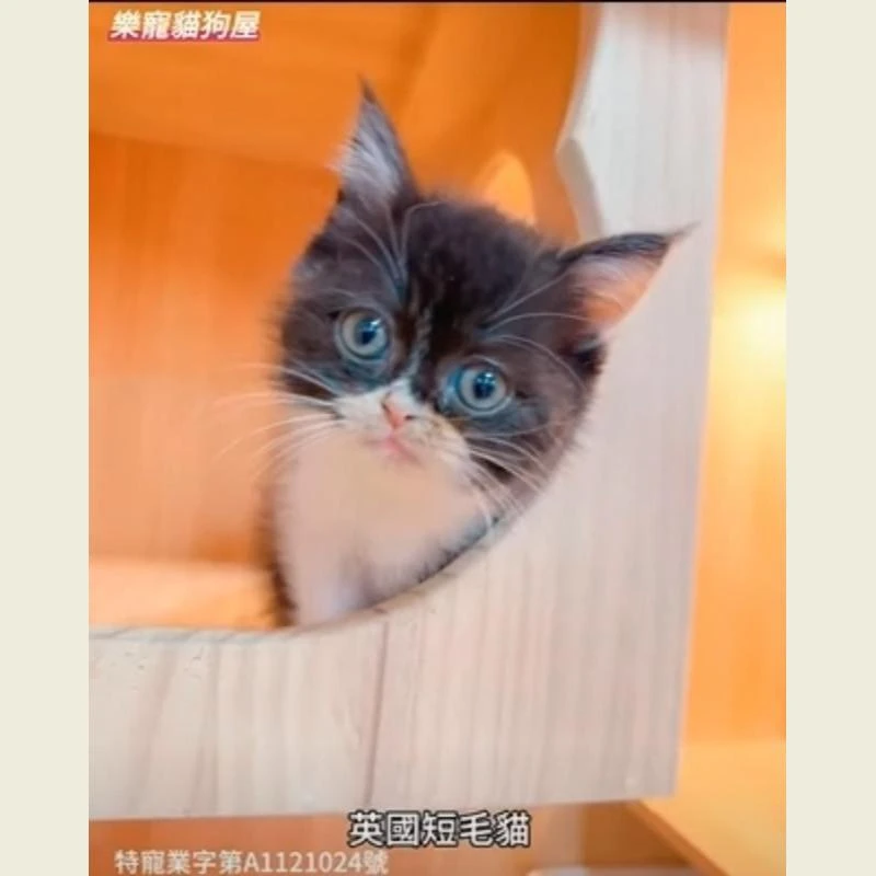 英國短毛貓,英短,英短幼貓