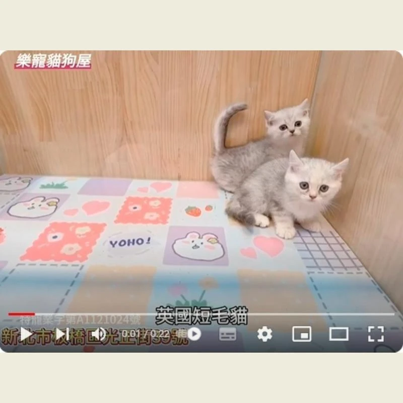 英國短毛貓,英短,英短幼貓