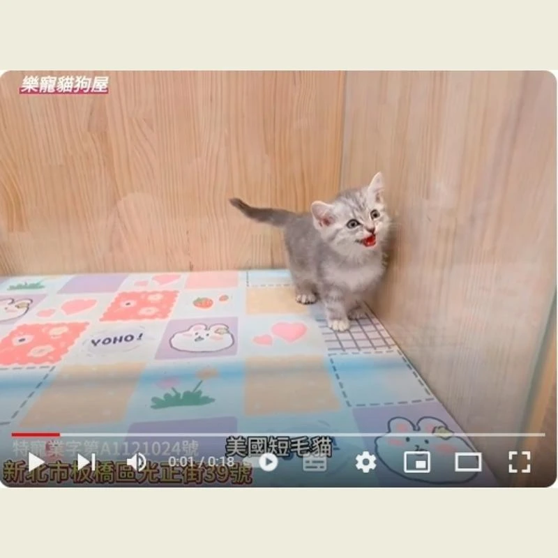 美國短毛貓,美短,美短幼貓