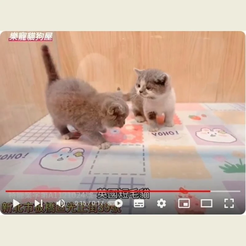 英國短毛貓,英短,英短幼貓
