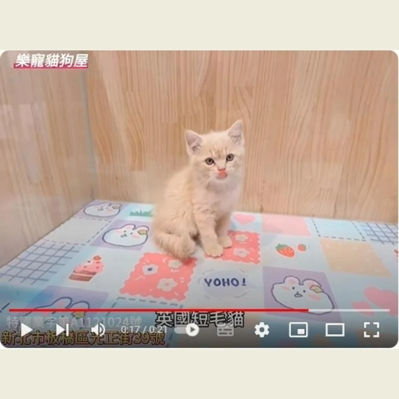 英國短毛貓,英短,英短幼貓