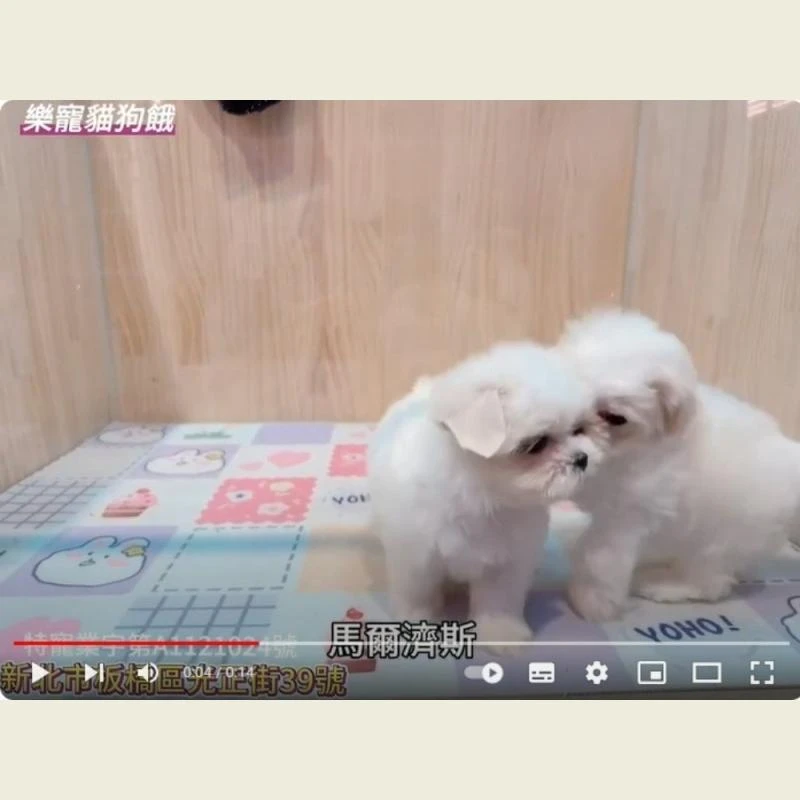 馬爾濟斯,馬爾濟斯幼犬