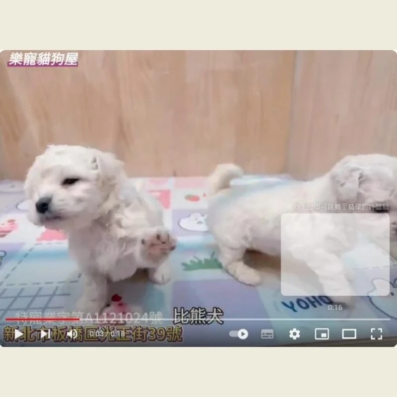 比熊犬,比熊幼犬