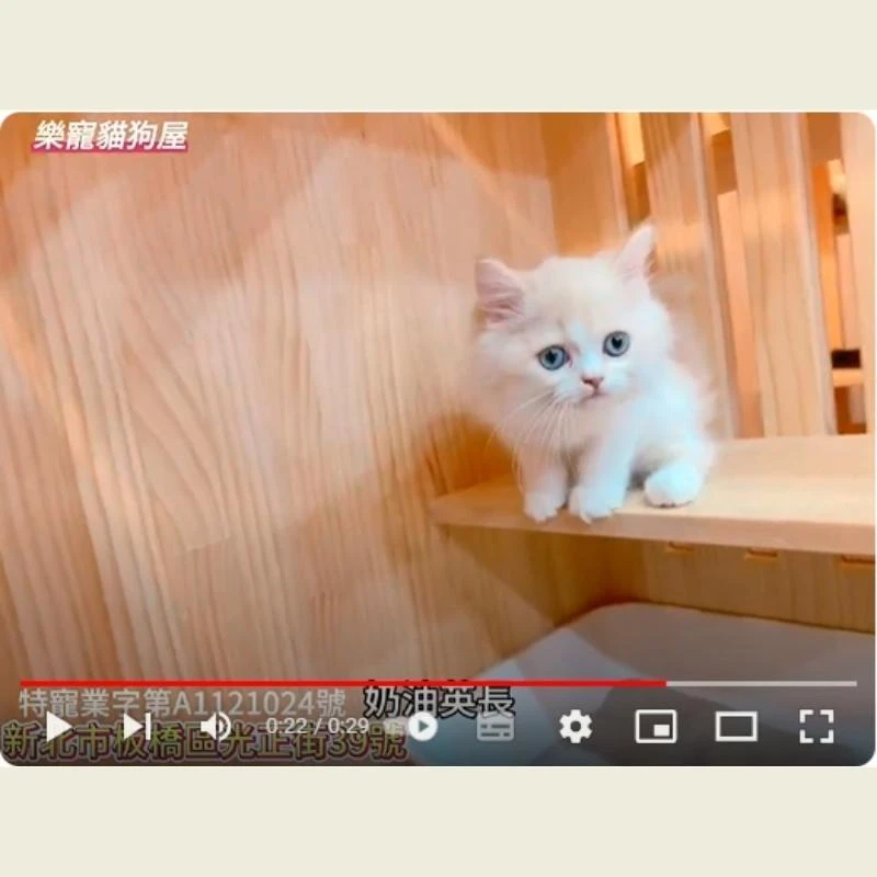 奶油英長,英長,英長幼貓