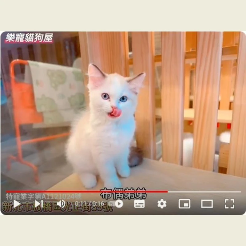 布偶弟弟,布偶貓,布偶貓幼貓