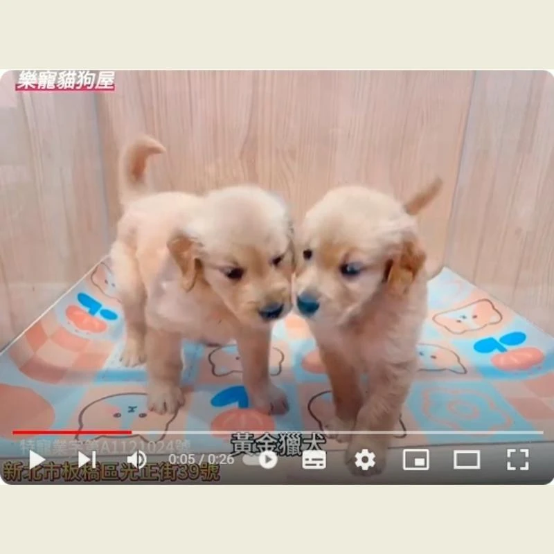 黃金獵犬,黃金獵犬幼犬