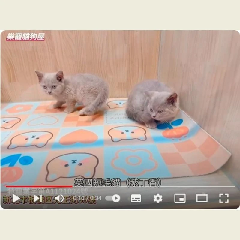 英國短毛貓紫丁香,英短,英短幼貓