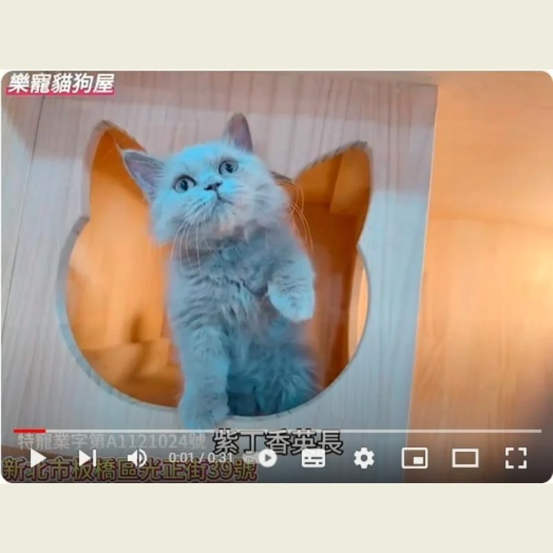 紫丁香英長,英長,英長幼貓