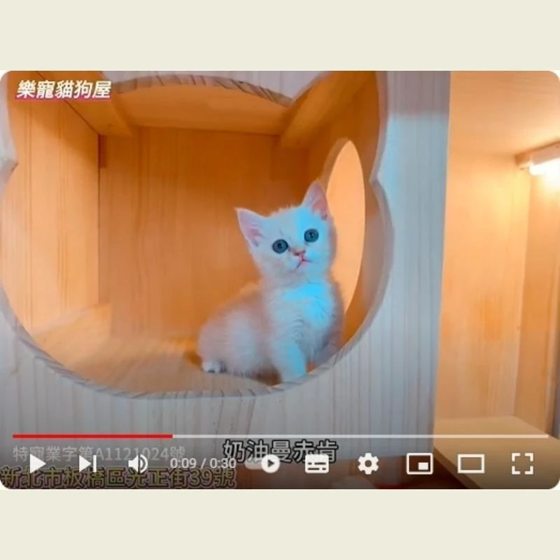 奶油曼赤肯,曼赤肯,曼赤肯幼貓