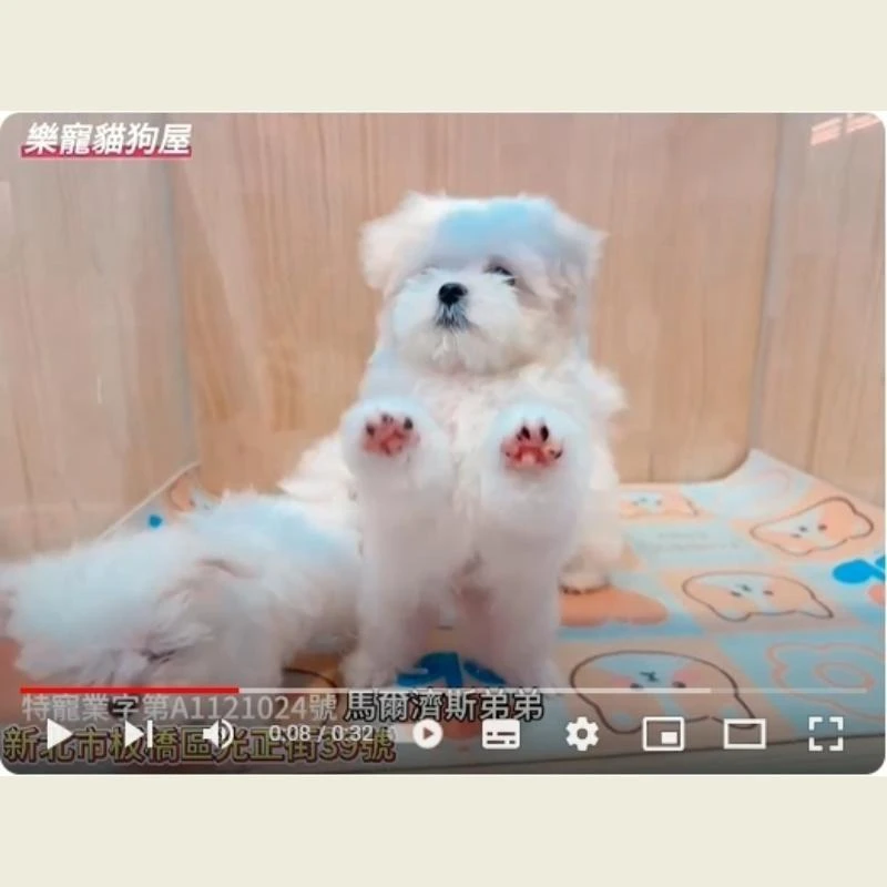 馬爾濟斯弟弟,馬爾濟斯,馬爾濟斯幼犬