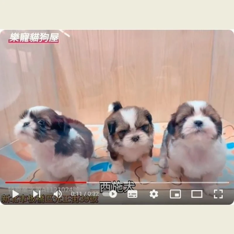 西施犬,西施犬幼犬