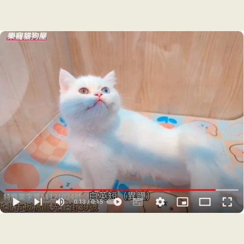 白英短異瞳,英短,英短幼貓